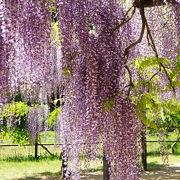 山陰随一の藤公園です！