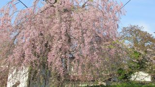 見頃が難しいです