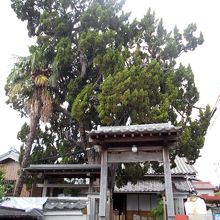 簡素な山門とカイヅカイブキの大木。