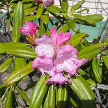 シャクナゲが咲いていました