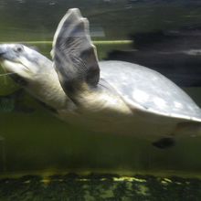 水族館展示コーナー