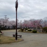 多治見で桜を観るならここ！