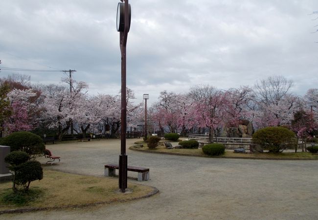 多治見で桜を観るならここ！