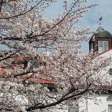 神社仏閣と桜は定番ですが、教会もまた桜と合いますね。