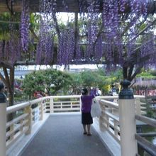 散策路と藤の花