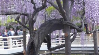 藤の花が見事に咲いています