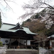 拝殿・社務所と桜。