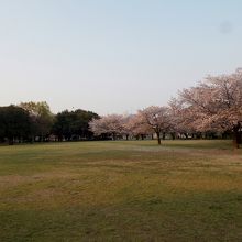 芝広場の桜並木。