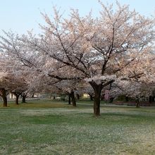 芝広場に散り始めの桜の花弁が覆い始めていました。