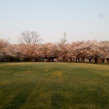 陽光射し込む桜並木。