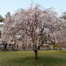公園南側には立派な枝垂桜がありました。