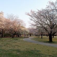 南側からのびる桜並木の遊歩道。