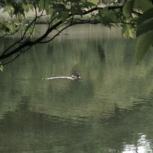 小さくて申し訳ありません。鴛鴦です。