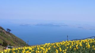 実はスイセンの名所