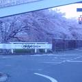 幹線水路の桜