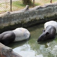 ツートンカラーのマレーバク