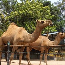 なぜか地元の方に人気のラクダ