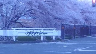 幹線水路の桜