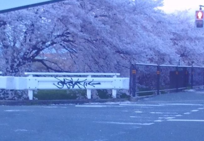 幹線水路の桜