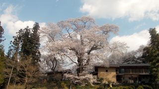 新田の桜