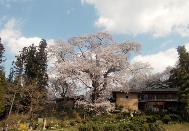 新田の桜