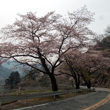 矢作ダムの近くの桜並木です。