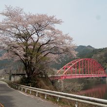 奥矢作湖と桜と赤いアーチ橋。