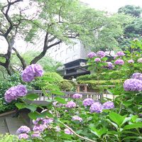 ホテルに行く途中にある庭園の紫陽花