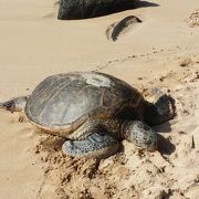 オアフ島観光   海ガメと会える