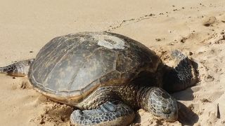 オアフ島観光   海ガメと会える