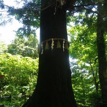 天狗の腰掛杉もあります