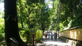 歴史ある巨木が見事です