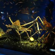 深海魚の水族館です