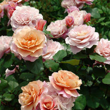 バラまつりで撮影したバラ