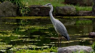 管理は大阪市？