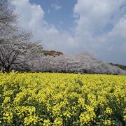 桜と菜の花が楽しめます