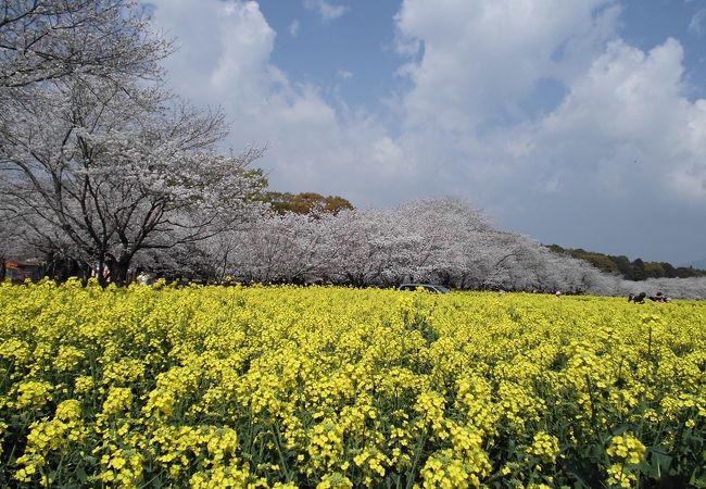 桜と菜の花が楽しめます