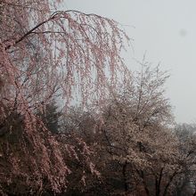 ふじの木平遊園地の桜です。