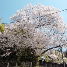 市営神明駐車場に咲いていた満開桜の大木。