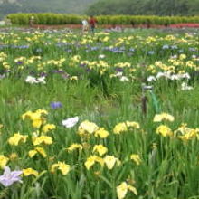 北潟湖畔花菖蒲園