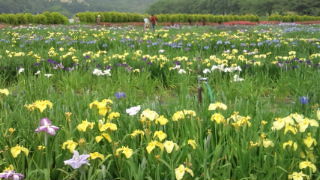 北潟湖畔花菖蒲園