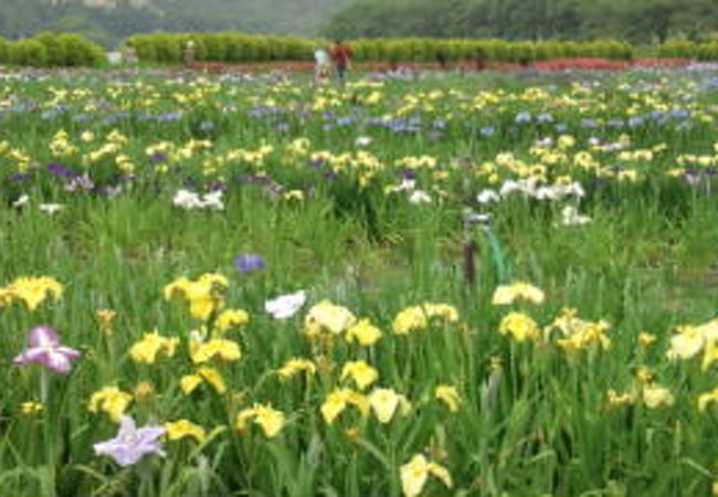 花菖蒲園でお散歩