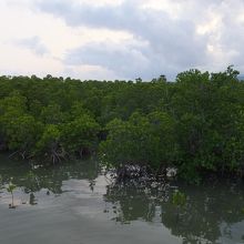 マングローブ林