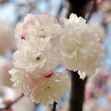 公園内で撮影した桜です。