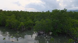 マングローブ林と西表島が一望
