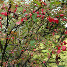 紅葉にはまだ少々早いでしょうか。