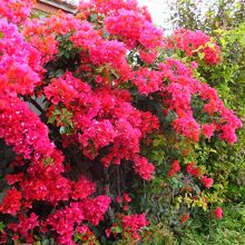 色のコントラストが見事