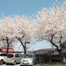 本堂右手奥の満開桜。こんな良い色した桜は久しぶりに観ました。