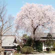 本堂左手奥の満開桜。左手奥は江名子川南岸のお寺でしょう。