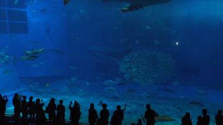 じんべいがかわいい